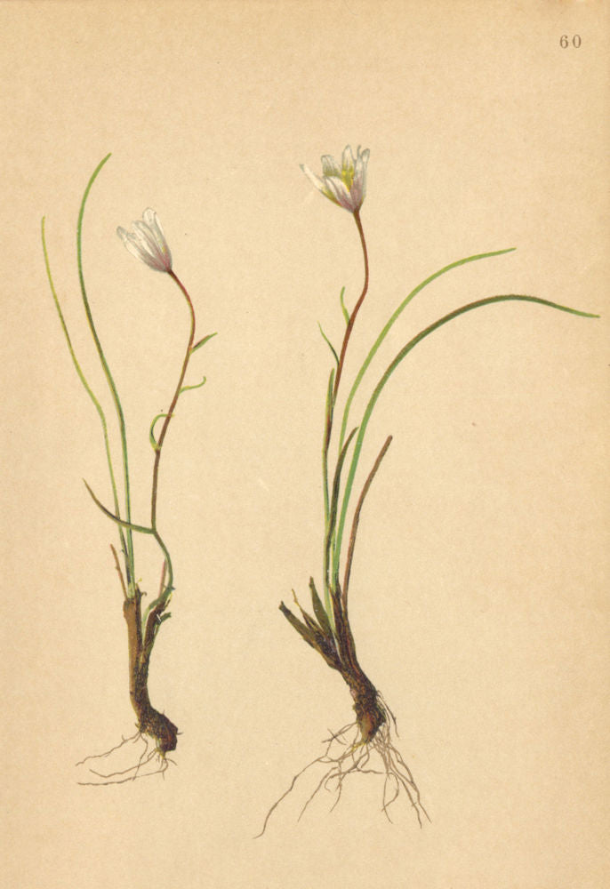 ALPENFLORA ALPINE FLOWERS. Lloydia serotina (L. ) Salisb-Zwerglilie 1897 print